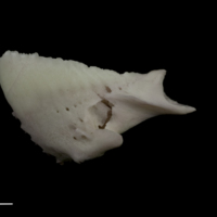 photo of Parrot fish dentary lateral view