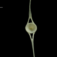 photo of Whiting caudal vertebra posterior view