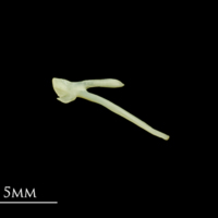 photo of Five-Bearded Rockling posttemporal medial view