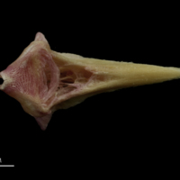 photo of Meagre vomer ventral view