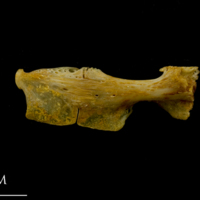 photo of Thinlip grey mullet  ceratohyal epihyal complex medial view