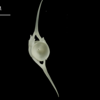 photo of Ling caudal vertebra posterior view