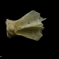 photo of Zander basioccipital dorsal view