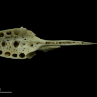 photo of Mediterranean moray vomer ventral view