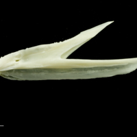 photo of Pollack dentary lateral view