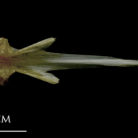 photo of Spanish mackerel vomer dorsal view