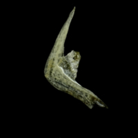 photo of Three-spined stickleback preopercular medial view