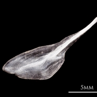 photo of Atlantic herring for assessment lateral view