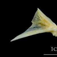 photo of European plaice quadrate lateral view