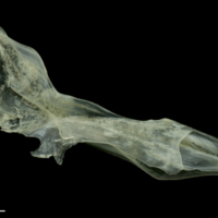 photo of Red mullet cleithrum medial view