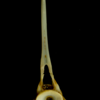 photo of Ballan wrasse precaudal vertebra anterior view