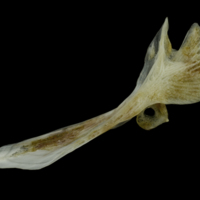 photo of Red gurnard cleithrum lateral view