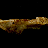 photo of Ballan wrasse ceratohyal epihyal complex medial view