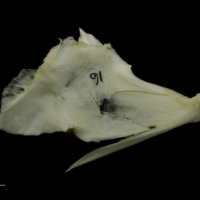 photo of Grey Triggerfish quadrate medial view