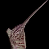 photo of Meagre precaudal vertebra lateral view