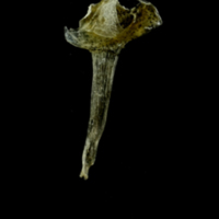 photo of Three-spined stickleback for assessment lateral view