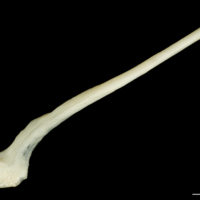 photo of Haddock postcleithrum lateral view