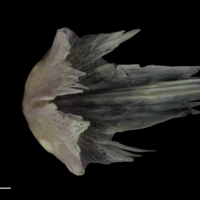 photo of Tub gurnard vomer dorsal view