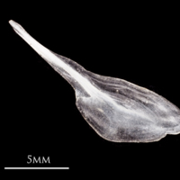 photo of Atlantic herring for assessment medial view