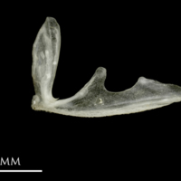 photo of Sandsmelt parasphenoid lateral view