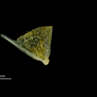 photo of Scad quadrate medial view
