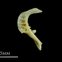 photo of Gudgeon pharyngeal ventral view