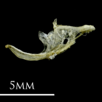 photo of Three-spined stickleback for assessment medial view