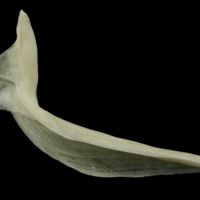 photo of Burbot cleithrum medial view