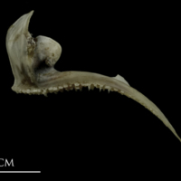 photo of Brill premaxilla lateral view