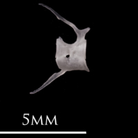 photo of European eel caudal vertebra lateral view