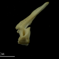 photo of Bib precaudal vertebra lateral view