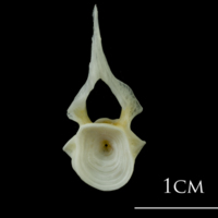 photo of European plaice precaudal vertebra anterior view