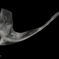 photo of Parrot fish postcleithrum medial view