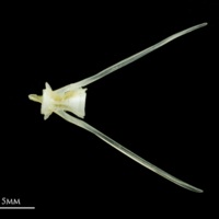 photo of Common sole caudal vertebra lateral view