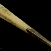 photo of Spurdog spine dorsal view