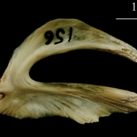 photo of Turbot urohyal lateral view