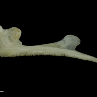 photo of Red gurnard premaxilla lateral view