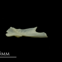 photo of Dragonet for assessment lateral view