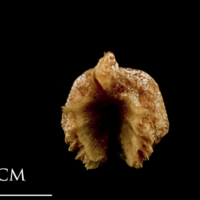 photo of Catfish for assessment posterior view