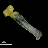 photo of Ruffe maxilla medial view