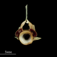 photo of Garfish precaudal vertebra anterior view