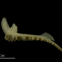 photo of Bib premaxilla lateral view