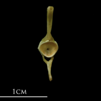 photo of John dory ultimate vertebra posterior view