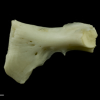 photo of Common carp ceratohyal medial view