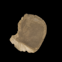 photo of Sturgeon for assessment lateral view