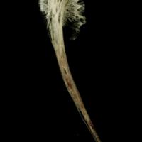 photo of Atlantic halibut postcleithrum lateral view