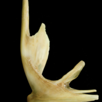 photo of John dory premaxilla lateral view