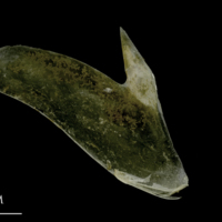 photo of Spanish mackerel subopercular medial view