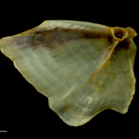 photo of Ballan wrasse opercular medial view