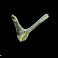 photo of Common sole for assessment medial view